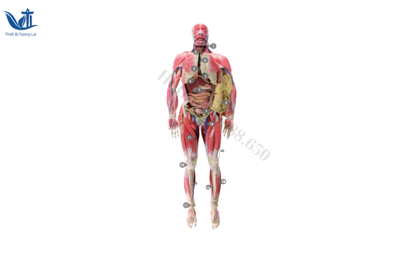 Mô hình giải phẫu xương người