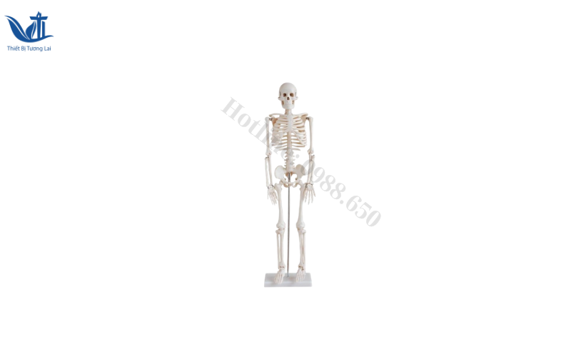 mo-hinh-giai-phau-xuong-nguoi