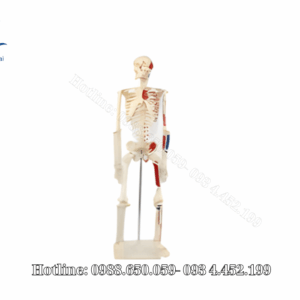 Mô hình Bộ xương