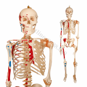 Mô hình bộ xương người