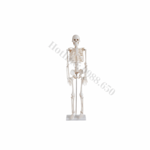 mo-hinh-giai-phau-xuong-nguoi